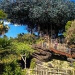 Swiss Family Robinsons Treehouse